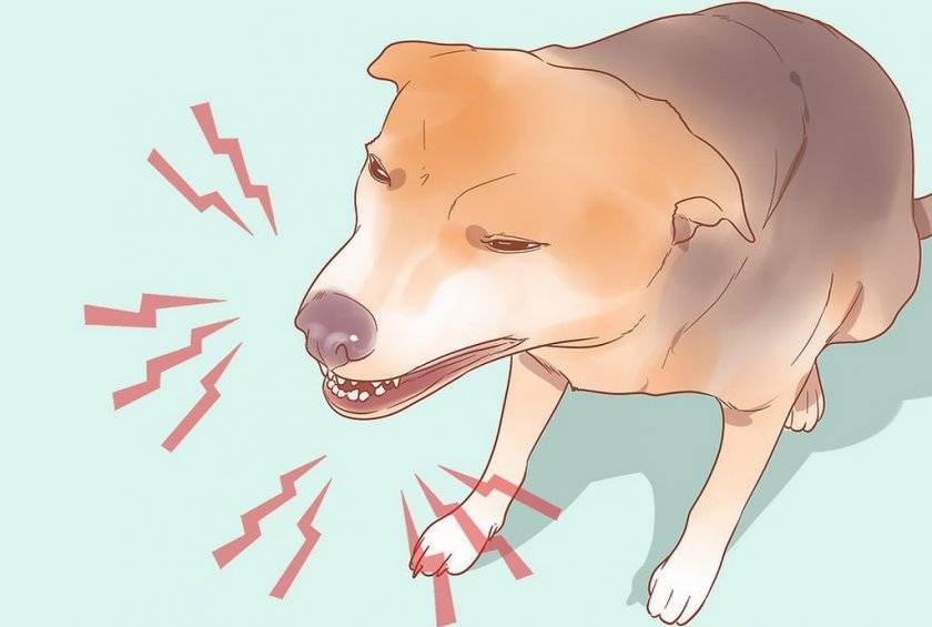 Собака задыхается, хрюкает носом, чихает или часто дышит: причины проблем с дыханием, лечение
