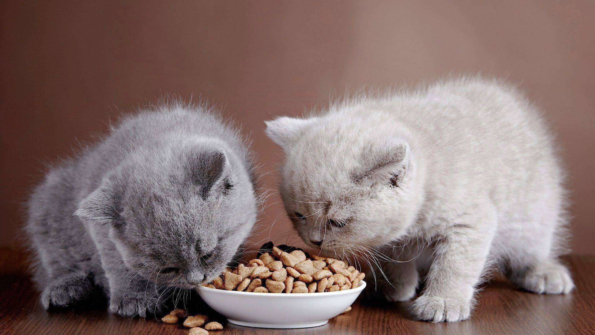 Можно ли кормить кошку кормом брит