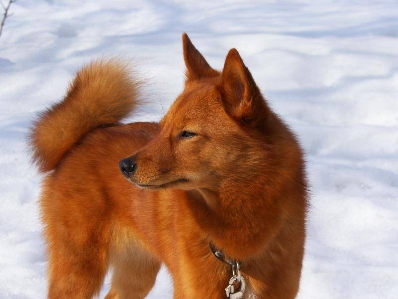 Как называются породы собак, похожих на рыжих лисичек с большими ушами