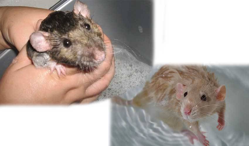 Нужно мыть крыс. Мышь плавает. Мышка моется. Крыса плавает.