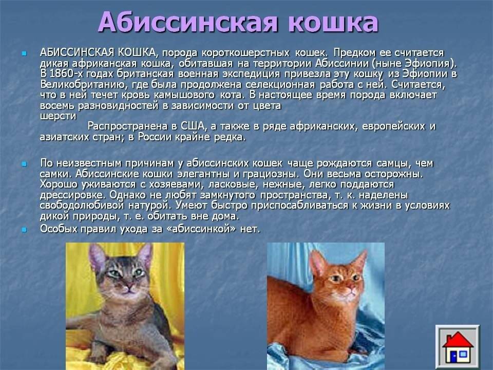Абиссинские кошки - характер. | www.superaby.ru
