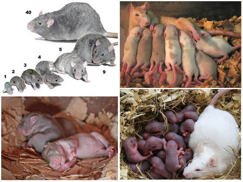 Как размножаются крысы - течка, спаривание, кастрация, стерилизация