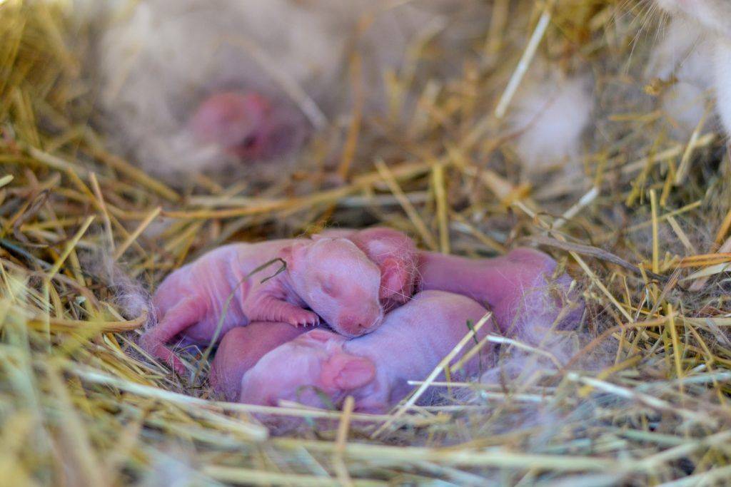 Маленькие кролики фото только рожденные