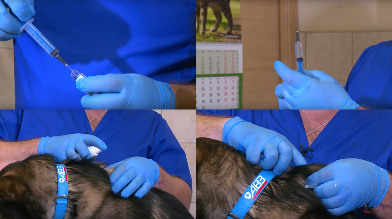 Как делать уколы собакам: подготовка и выбор шприца, техника постановки инъекции в 7 приемов, возможные осложнения
