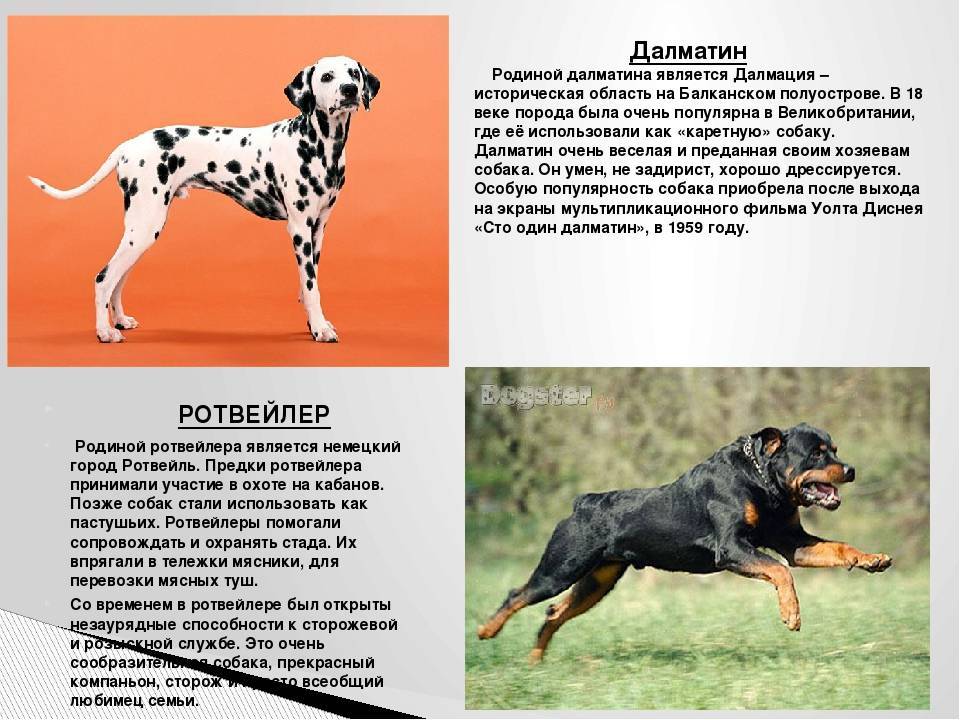 Правильное питание для далматина: советы и рекомендации