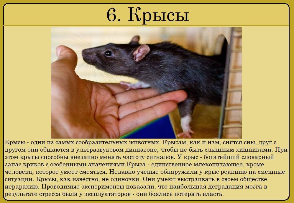 Мы одной крови. почему крысы – идеальные помощники учёных