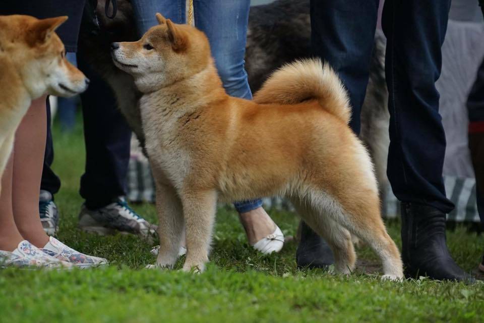 Отличия акита ину и сиба ину — разница японских пород собак, фото