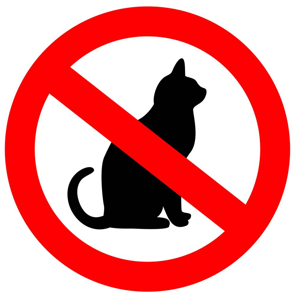 Где и почему запрещены домашние кошки? - gafki.ru