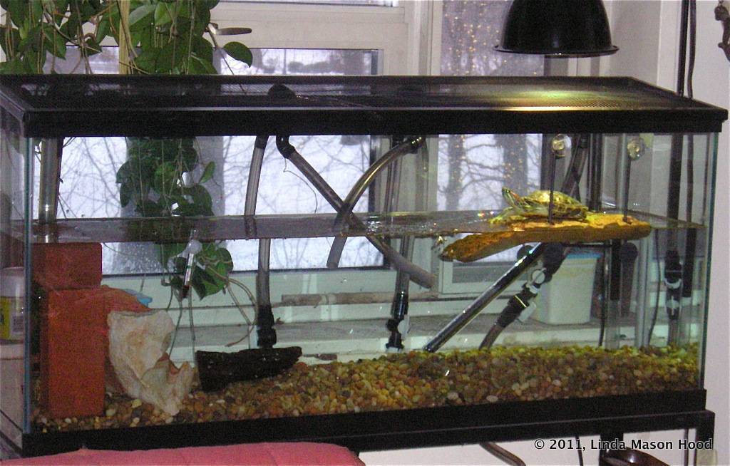 Фильтр в аквариум с красноухой черепахой: выбор, установка и использование