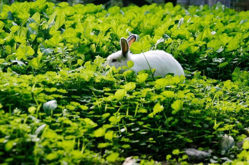 Полезный топинамбур: можно ли давать его кроликам, курам и другим животным?
