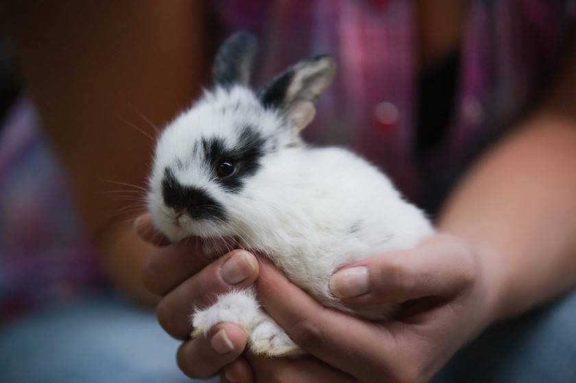 Как приручить кролика к рукам: как отучить кусаться, особенности