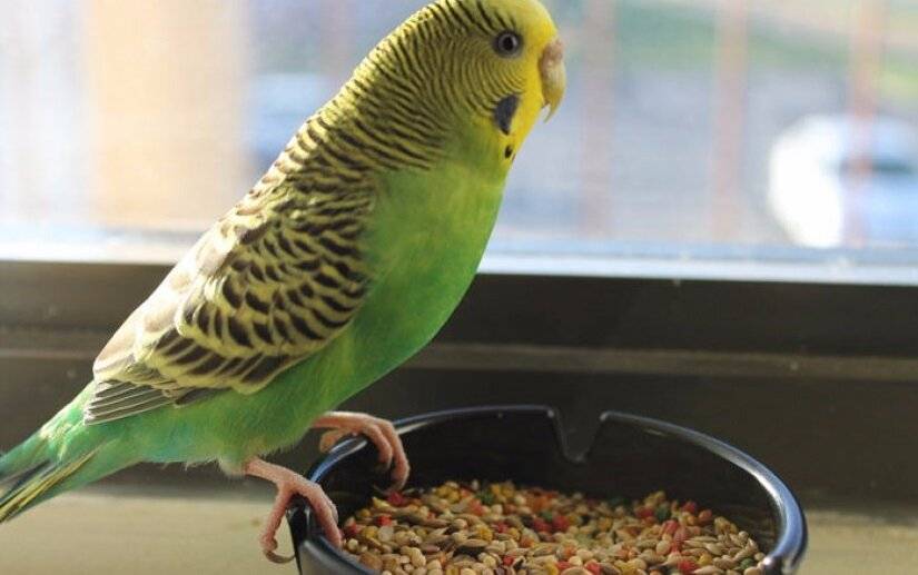 Волнистый попугай: фото, уход и содержание в домашних условиях :: syl.ru