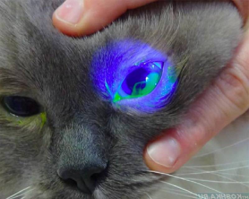 Почему у кота слезятся глаза?