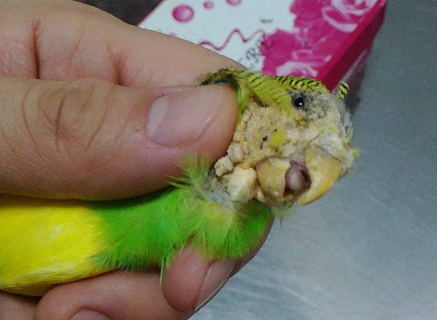 Болезни попугаев их лечение