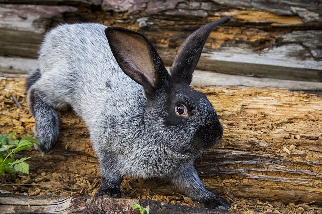 Серебристый кролик, он же полтавское серебро | кролики. разведение и содержание в домашних условиях