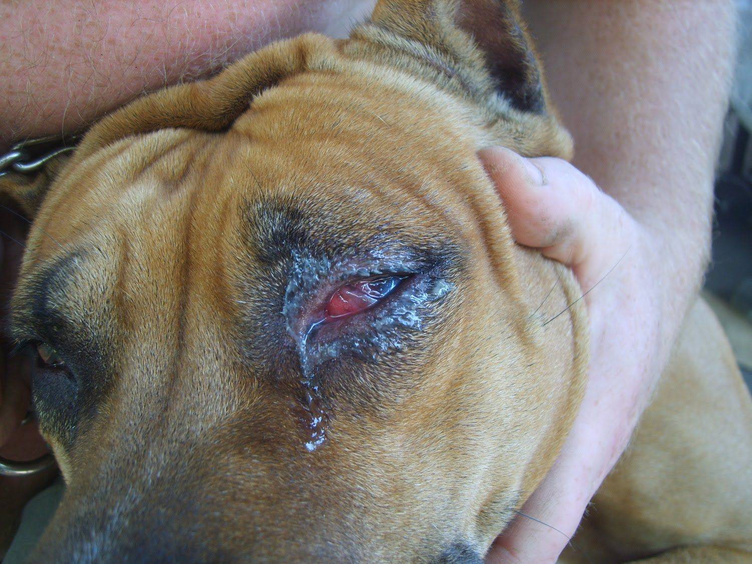 Воспаление уха у собак — симптомы, лечение и профилактика