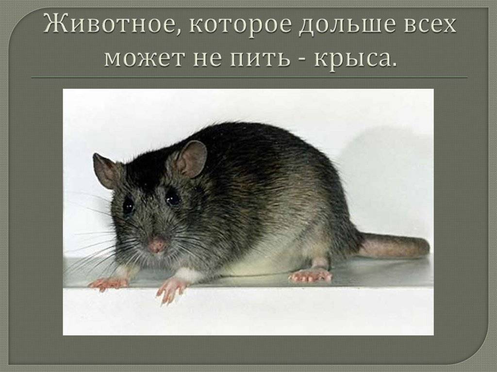 Мыши и крысы — чем они отличаются, внешние признаки, основные сходства