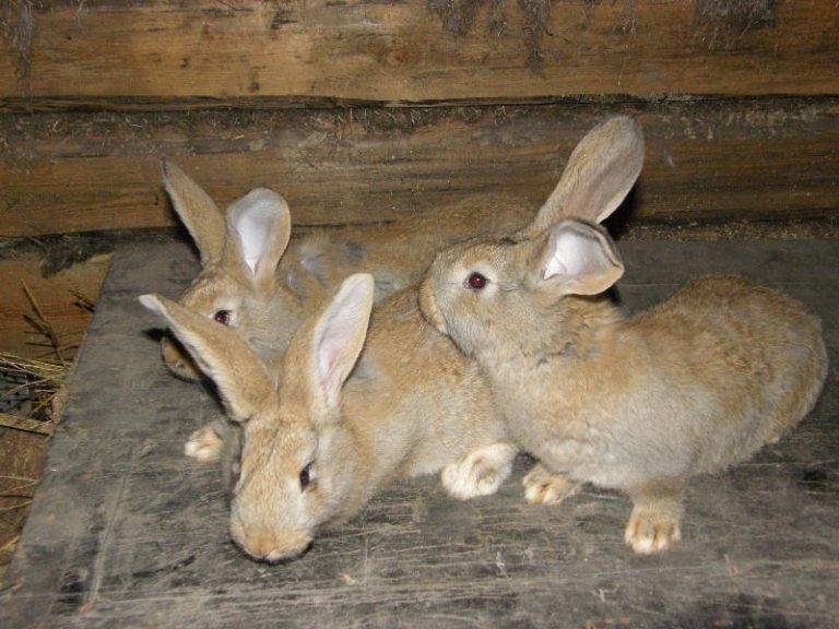 Кролики породы фландр: особенности разведения и ухода