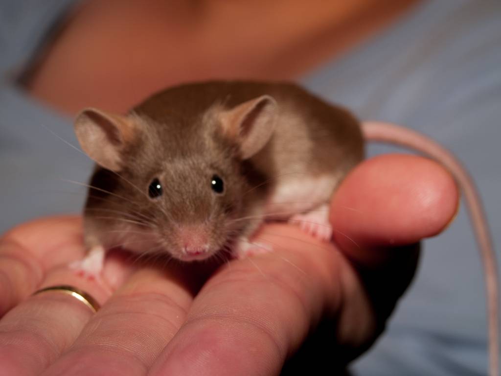 Белые декоративные мыши: как правильно ухаживать, содержать в домашних условиях