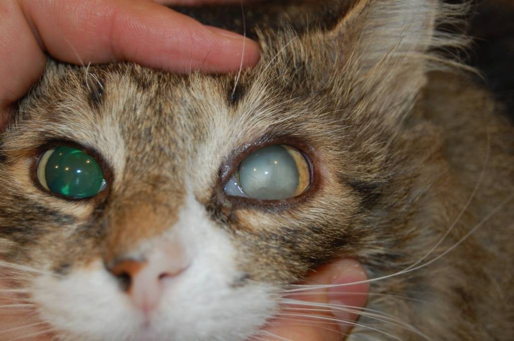 У кошки или кота слезятся глаза: почему, что делать в домашних условиях, как помочь котенку и взрослому животному, чем промыть