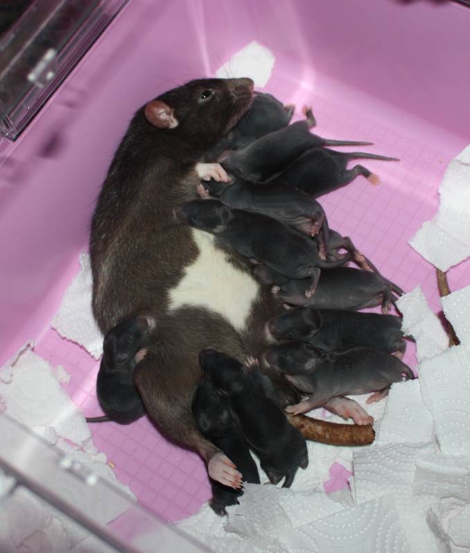 Беременность у крысы: как её определить, сроки и продолжительность - люблю хомяков