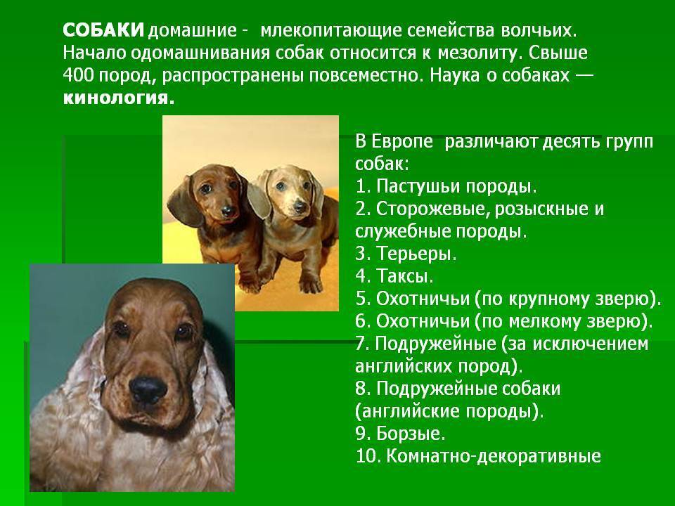 Собака: определение, происхождение, породы, уход и болезни