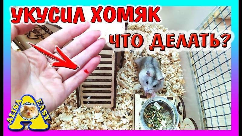 Укусил хомяк до крови: что делать и как отучить от этого животное.