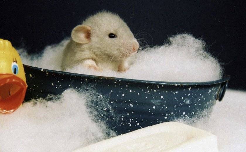 Как купать домашнюю декоративную крысу