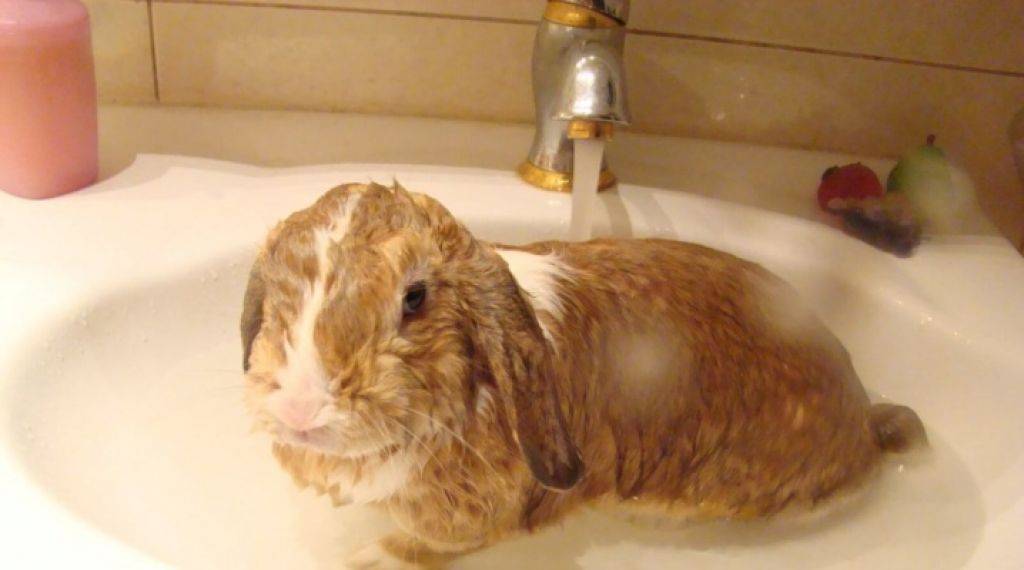Можно ли купать кролика: декоративного, в домашних условиях?