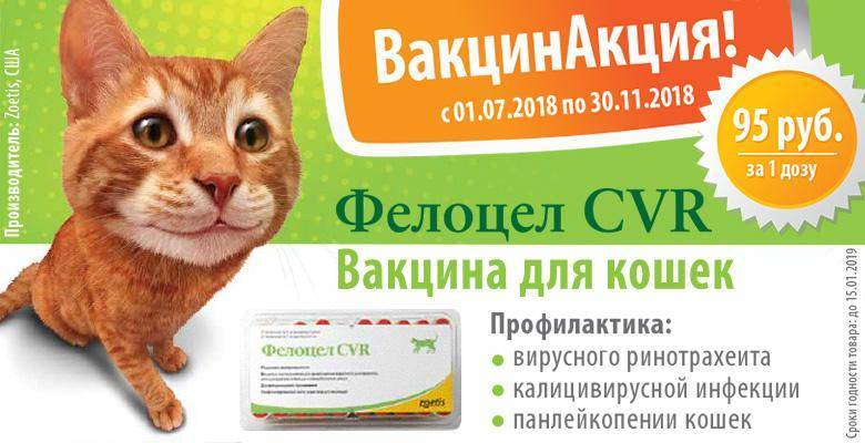 Вакцина фелиген для кошек - инструкция по применению - kotiko.ru