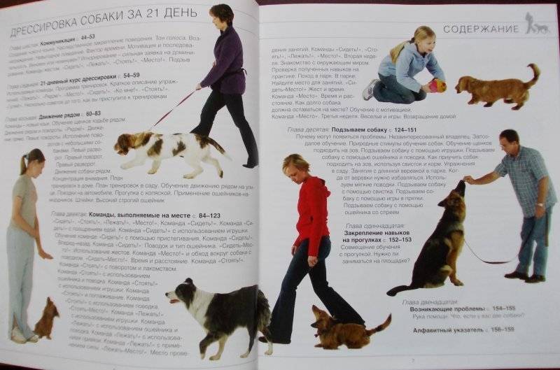 Собака чинук: особенности характера и ухода | medeponim.ru
