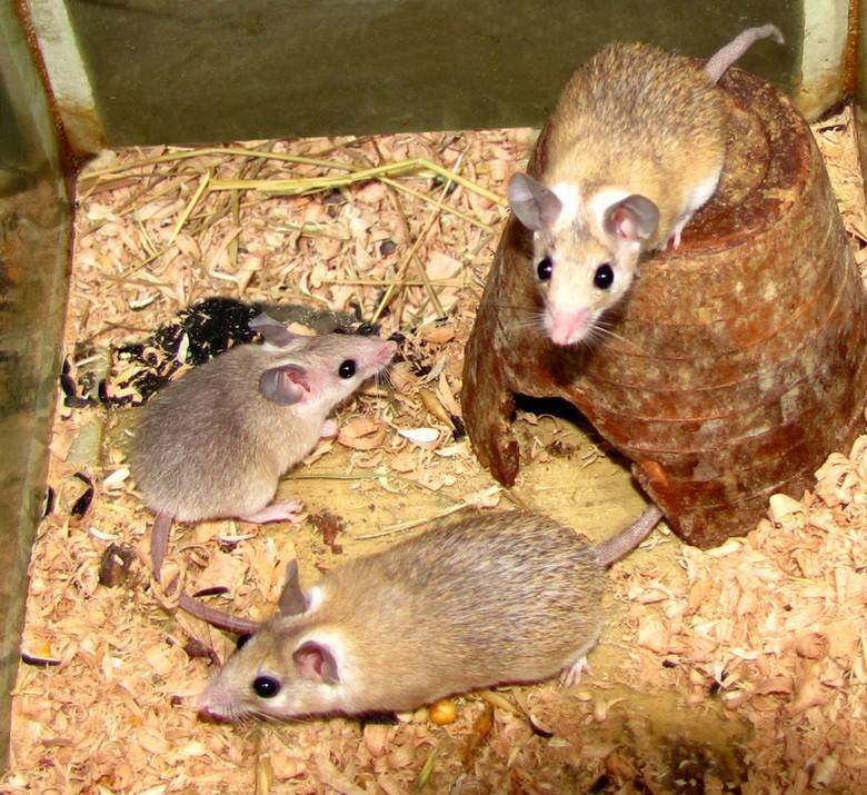 Акомис: содержание иглистой мыши дома