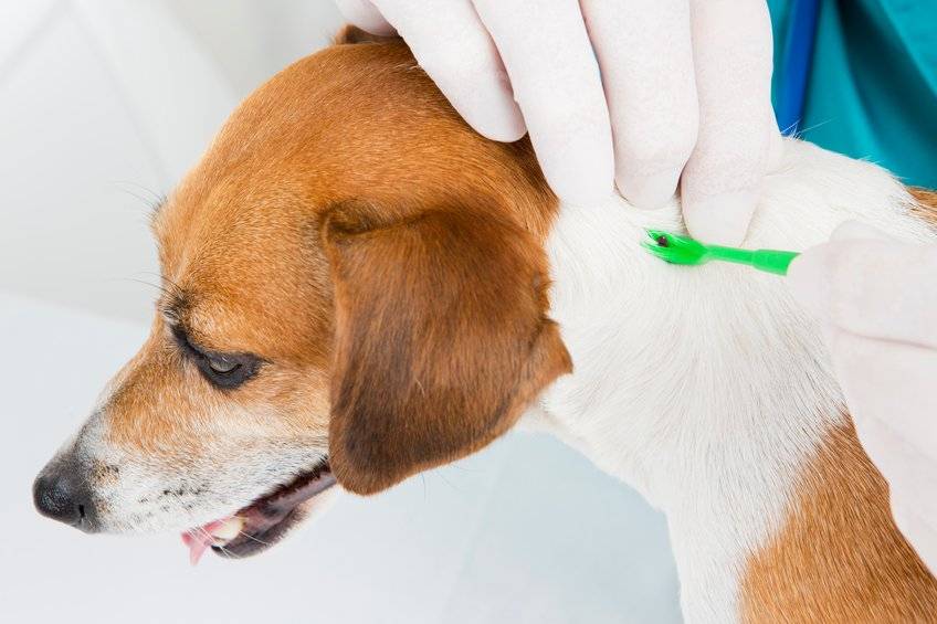 Пироплазмоз у собак - лечение