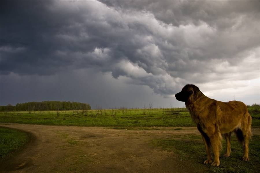 Чего боятся собаки и щенки: причины пугливости в разных ситуациях, как побороть страх и трусость у собаки