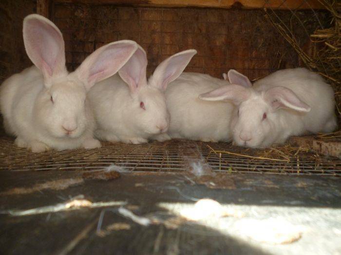 Кролики серый великан: описание породы, содержание, кормление, фото