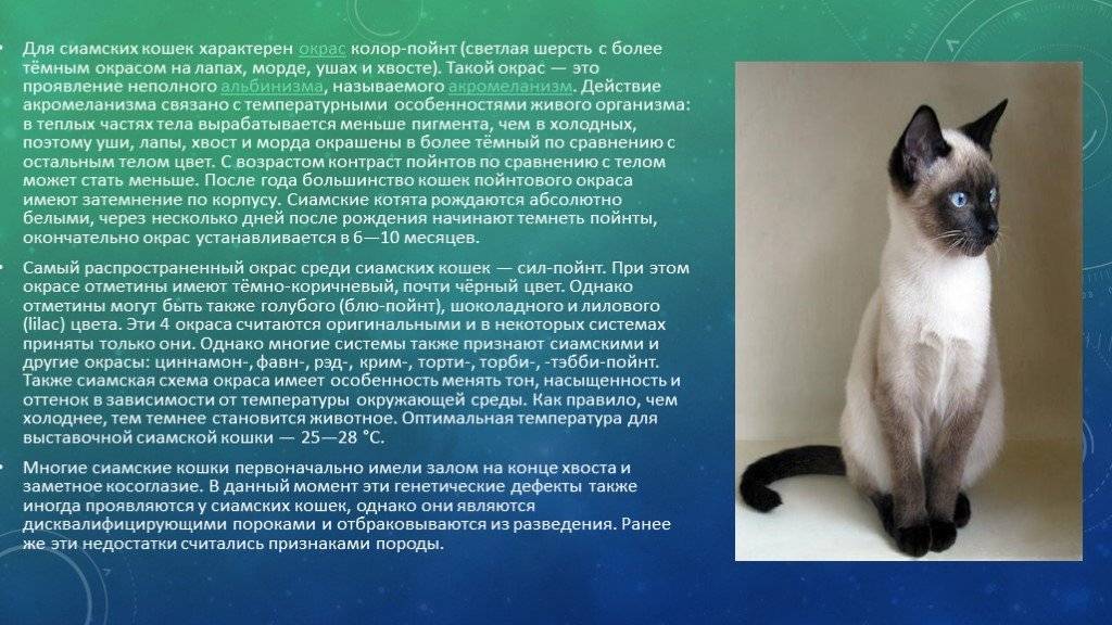 Сиамская кошка: описание, фото, стандарт, характер - миркошек.рф
