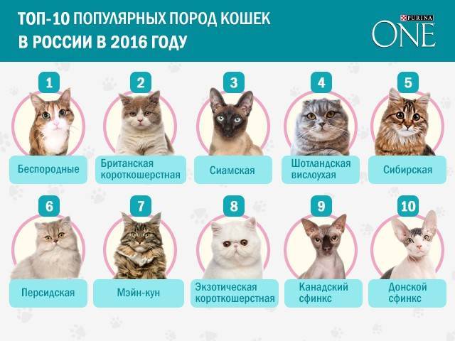 Топ-10 самых умных пород кошек: особенности, фото, рейтинг