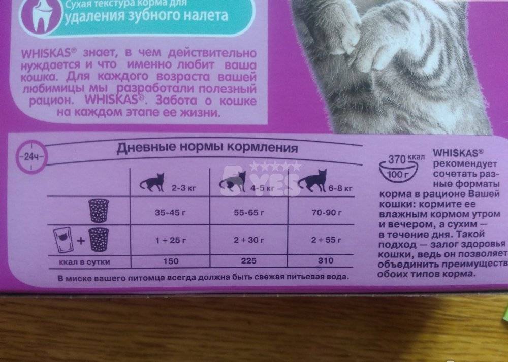 Чем можно кормить котят от 1 месяца?