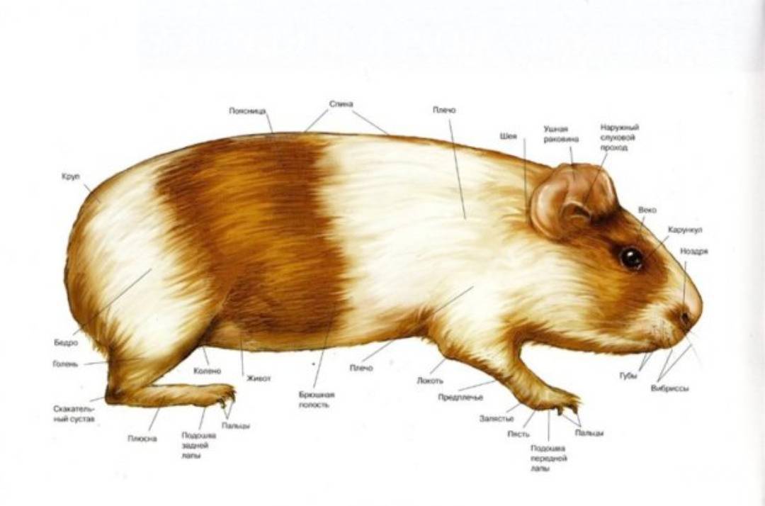 Строение скелета и тела хомяков, температура и отличительные от мыши особенности