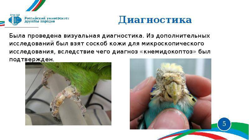 Кнемидокоптоз у попугаев: лечение, симптомы, причины, профилактика