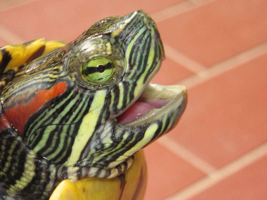 Воспаление глаз у красноухой черепахи лечение
