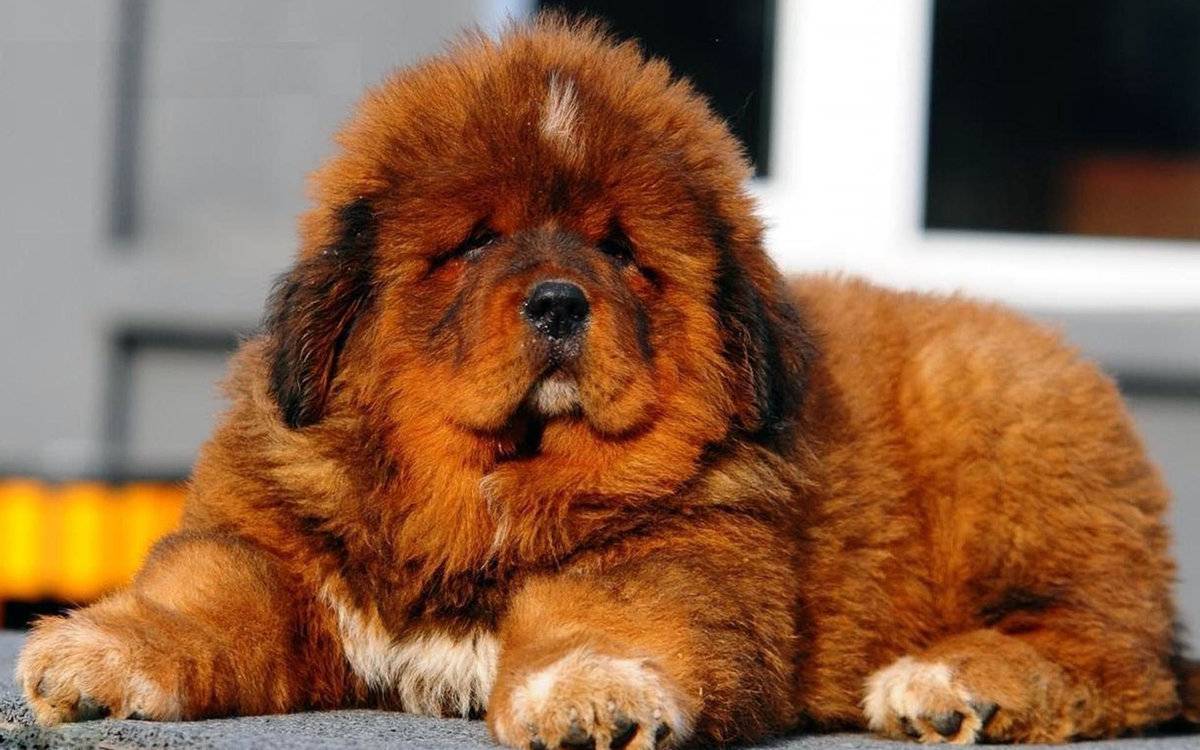 Самая дорогая порода собак в мире. 10 самых дорогих пород собак: фото и описание