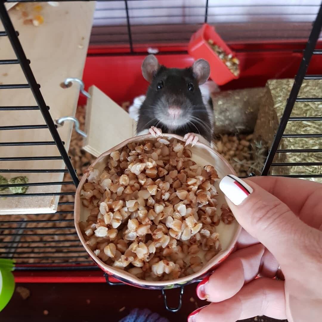Чем питаются декоративные мыши в домашних условиях: что любят есть больше всего