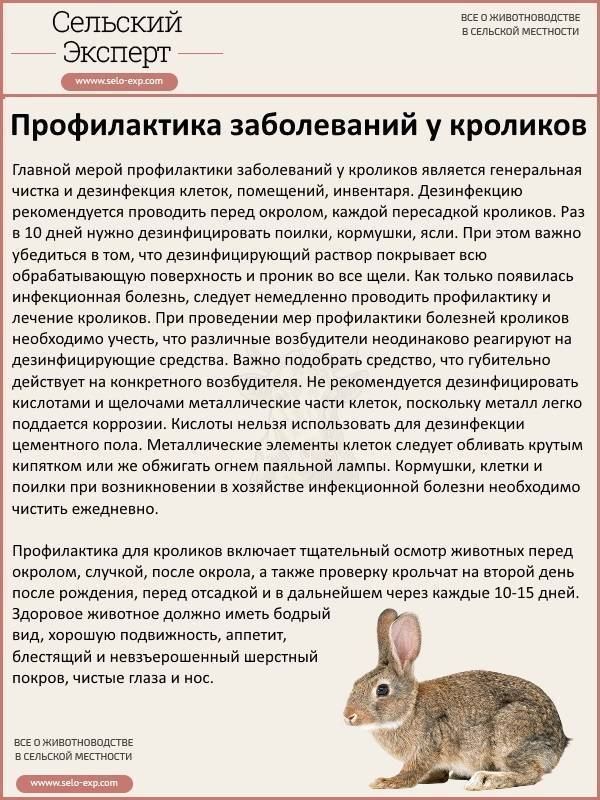 Йод для кроликов: зачем нужен, как разводить профилактика, лечение
