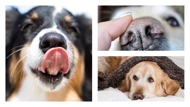 10 причин сухого носа у собаки