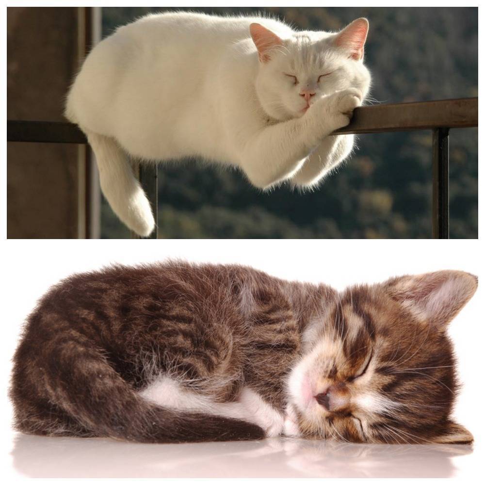 Сколько часов в сутки спят кошки?