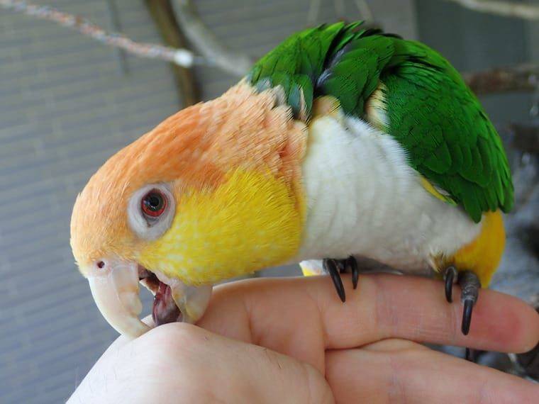 Содержание домашних попугаев-неразлучников | блог ветклиники "беланта"