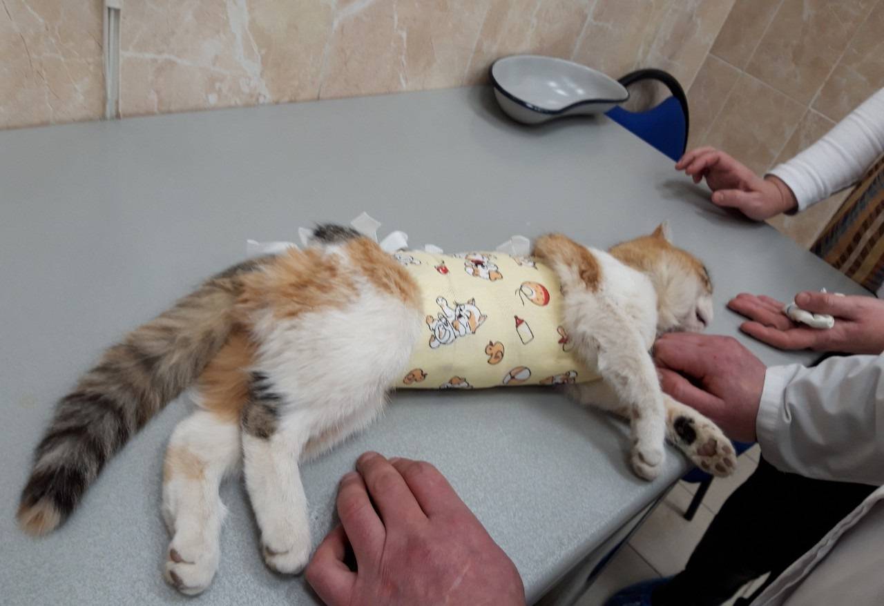 Реабилитация кота после кастрации: уход и профилактика | ваши питомцы