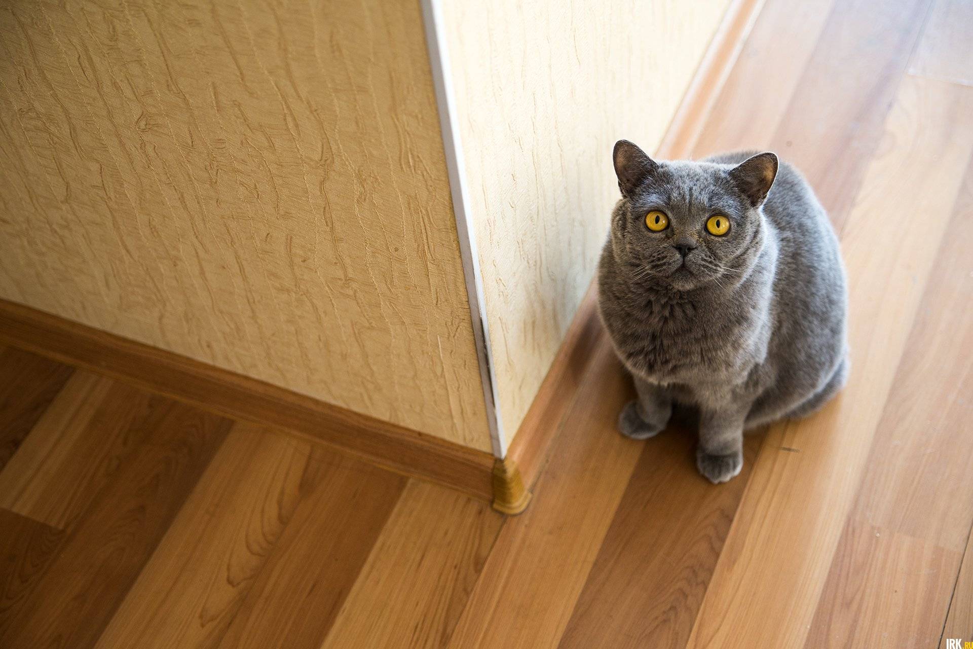 Как отучить кота метить территорию, углы в доме, квартире, без кастрации