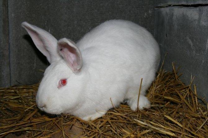 Белый великан: особенности выращивания породы кроликов